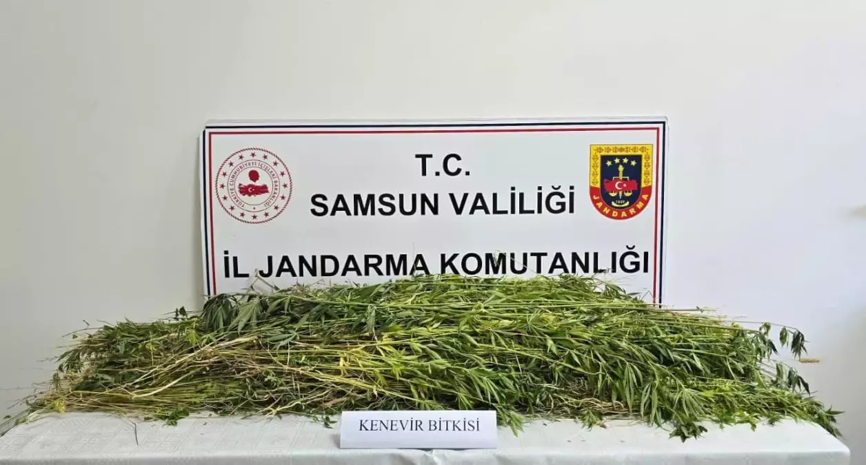 Samsun'un Havza ilçesinde 5 bin 608 kök kenevir ele geçirildi