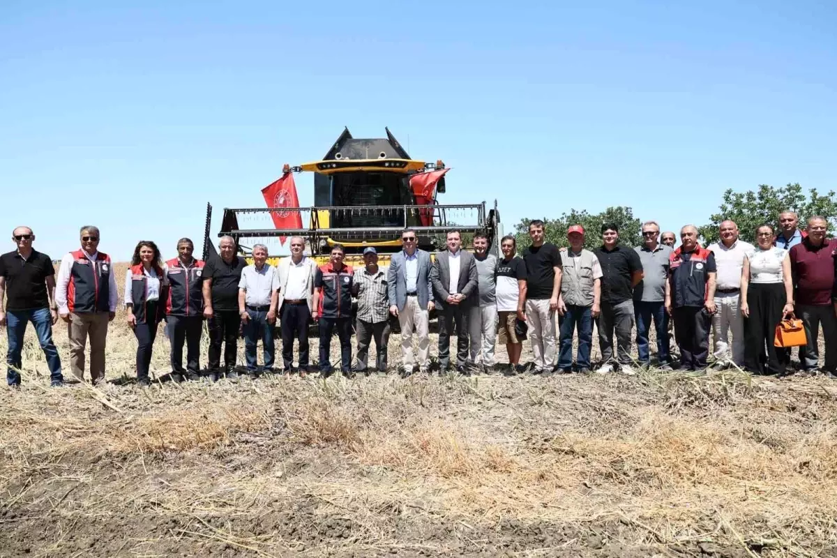 Silivri'de Buğday ve Kanola Hasadı Başladı
