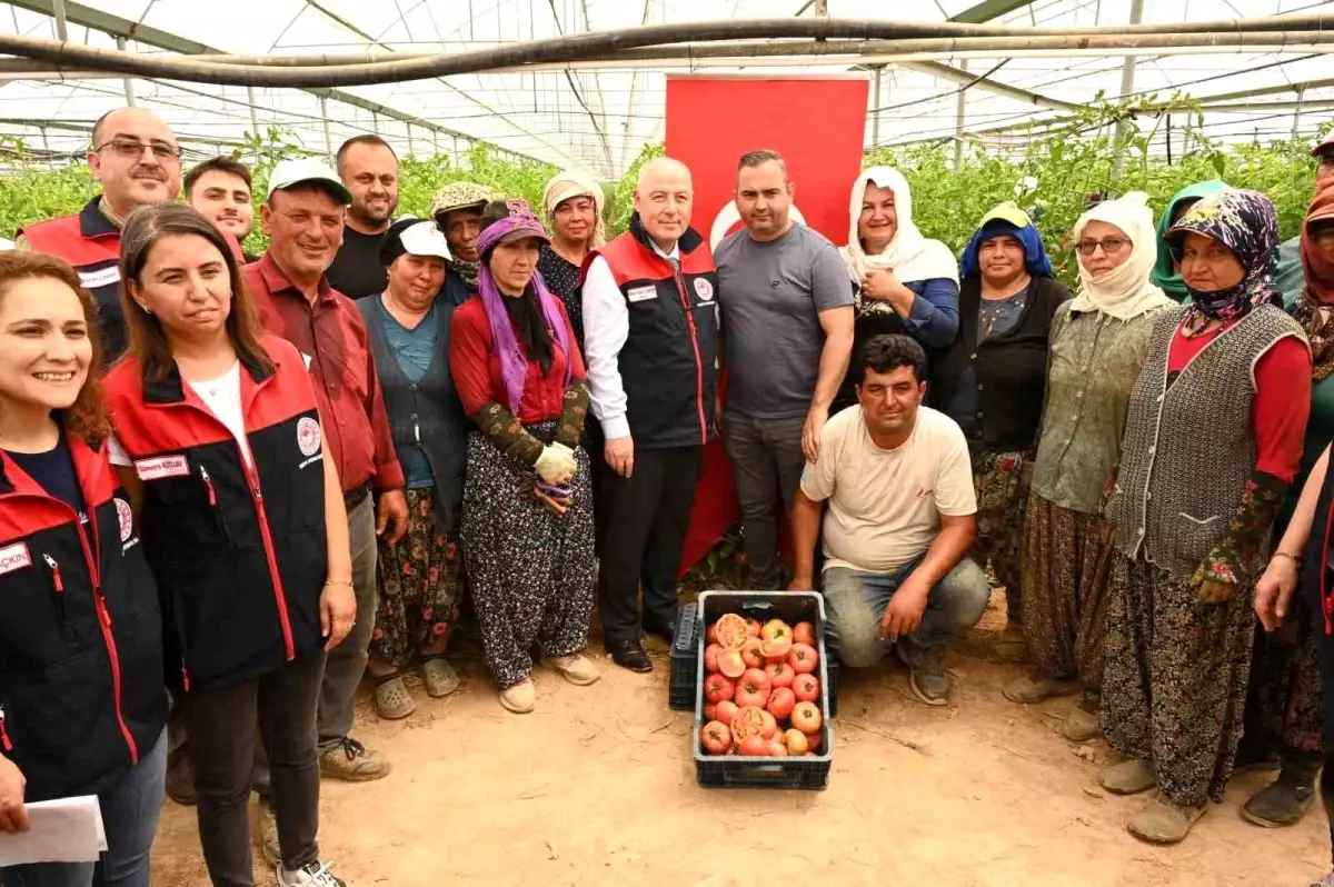 Vali Coşkun, Denizli'de Sera Hasadına Katıldı