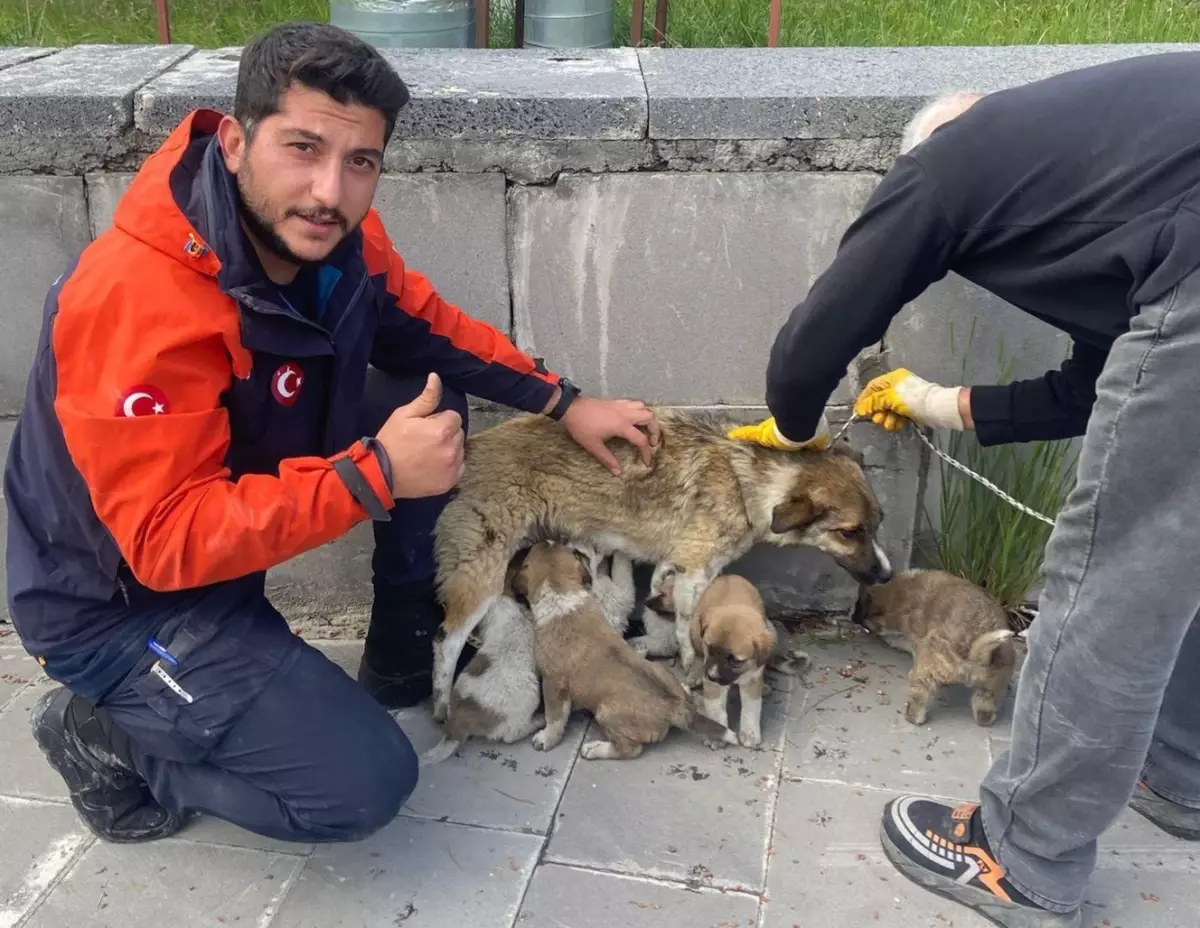 Kars'ta Mahsur Kalan 6 Köpek Yavrusu AFAD Tarafından Kurtarıldı