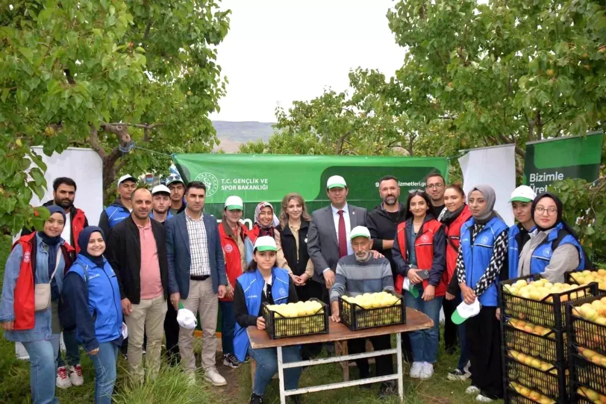 Kağızman'da Gönüllü Gençler Kayısı Hasadı Yaptı