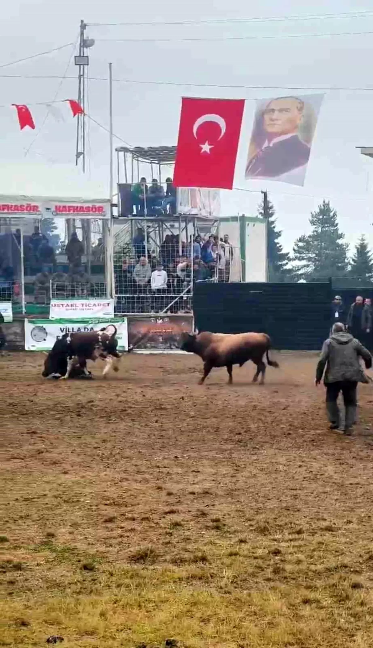 Boğa Arenada Bakıcısını Boynuz Darbesiyle Yere Sıktı