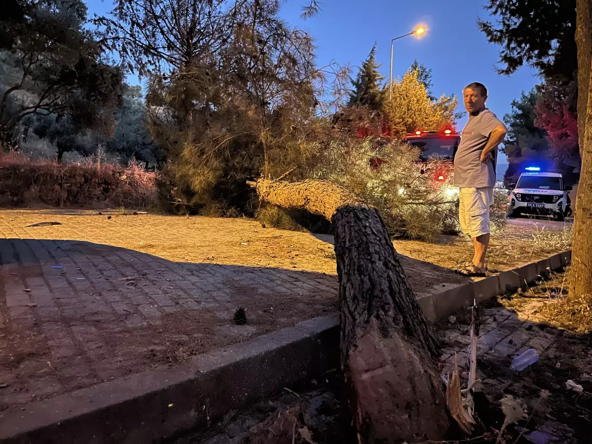 Kamyonetin Üzerine Çam Ağacı Devrildi