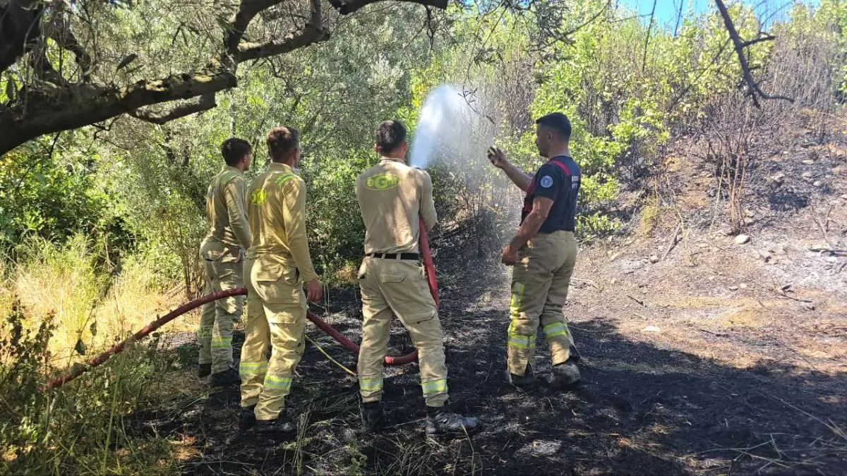 Mudanya'da Yangın: 8 Dönüm Zeytinlik Zarar Gördü