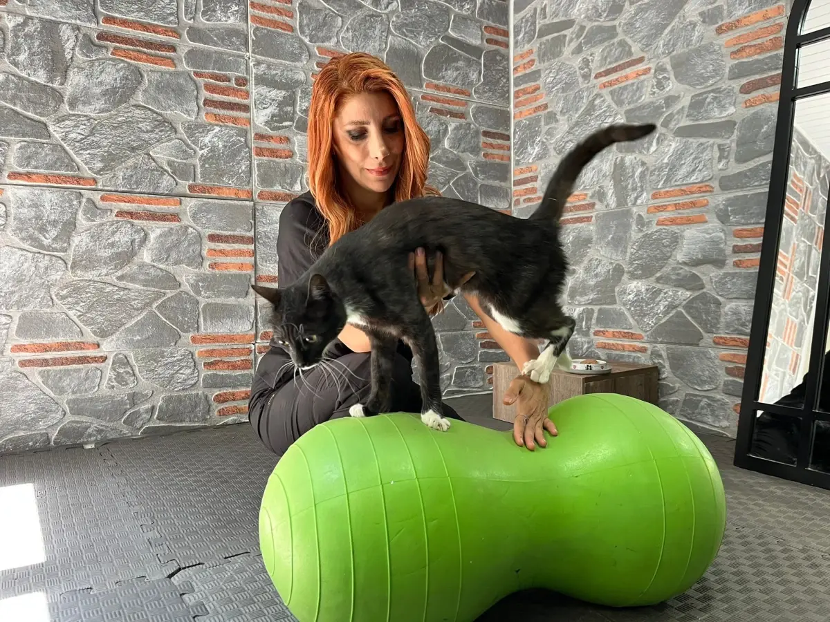 Aracın Çarpmasıyla Yaralanan Kedi 'Hamsi' Tedavi Edildi