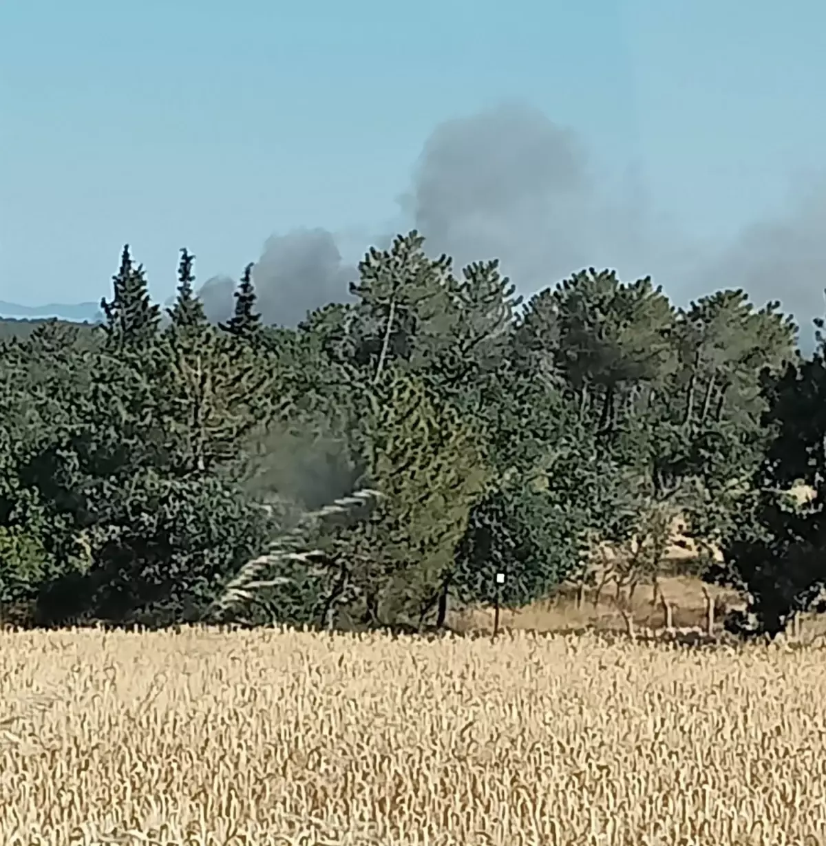 Enez'de Orman Yangını Kontrol Altına Alındı