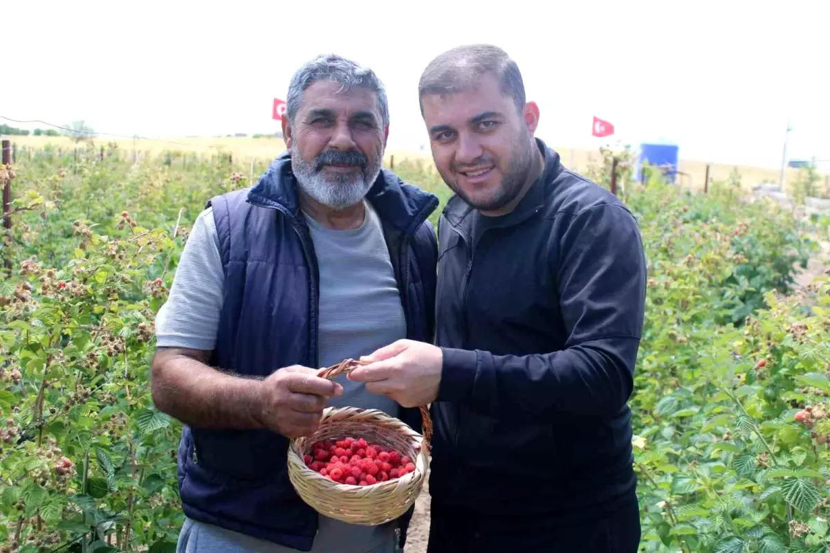 Kayseri'de Organik Ahududu Sezonu Başladı