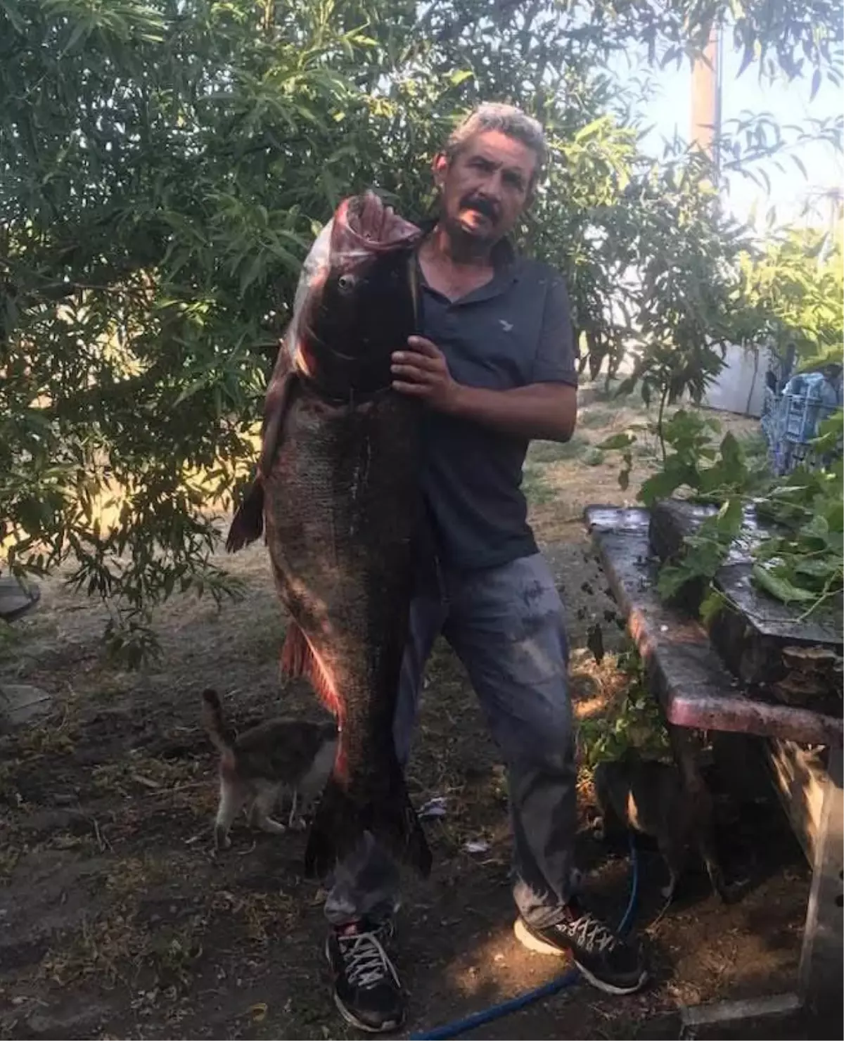Meriç Nehri'nden Nadir Som Balığı Çıktı