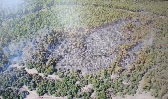 Burnt forests left behind by the fires! Here are the heartbreaking images