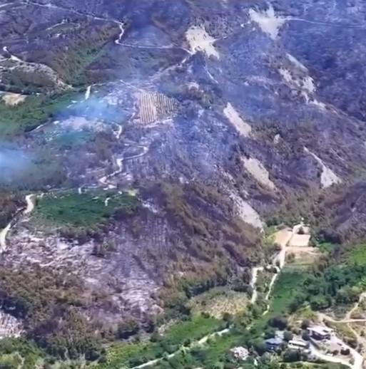 Burnt forests left behind by the fires! Here are the heartbreaking images