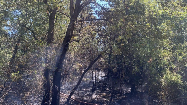Burnt forests left behind by the fires! Here are the heartbreaking images