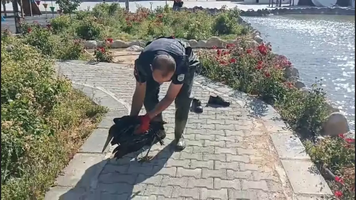 Yaralı Leylek Süs Havuzundan Kurtarıldı