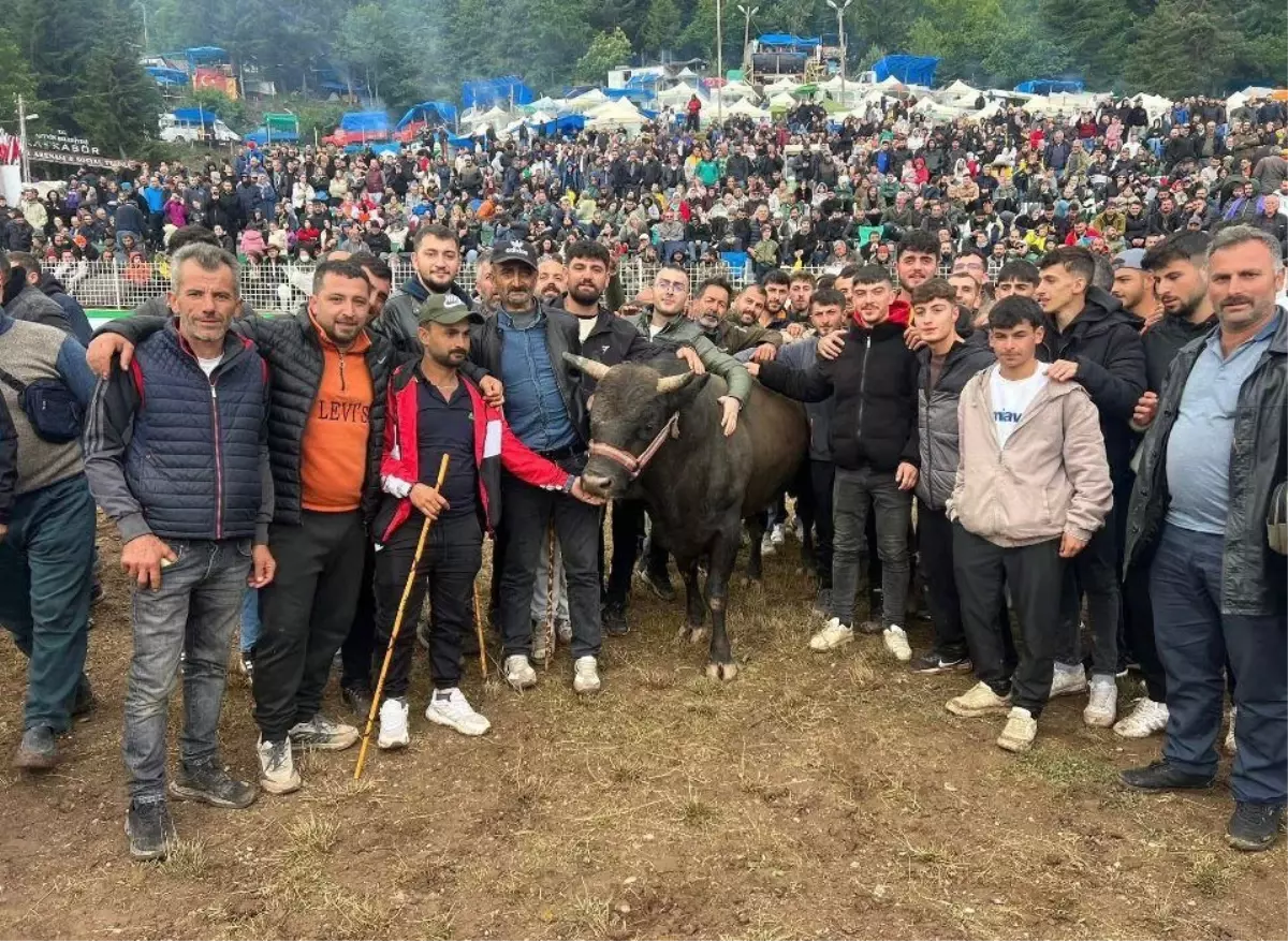 Artvin'de 44. Kafkasör Festivali'nde Boğa Güreşi Heyecanı
