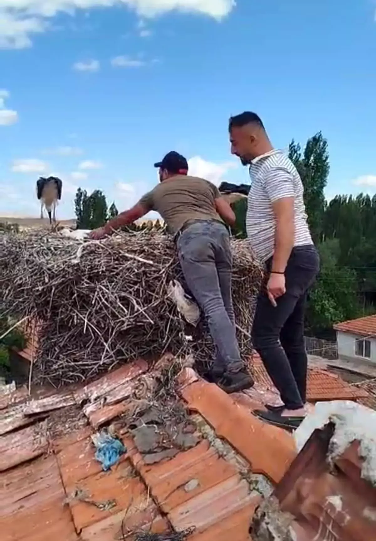 Çorum'da Leylek Kurtarıldı