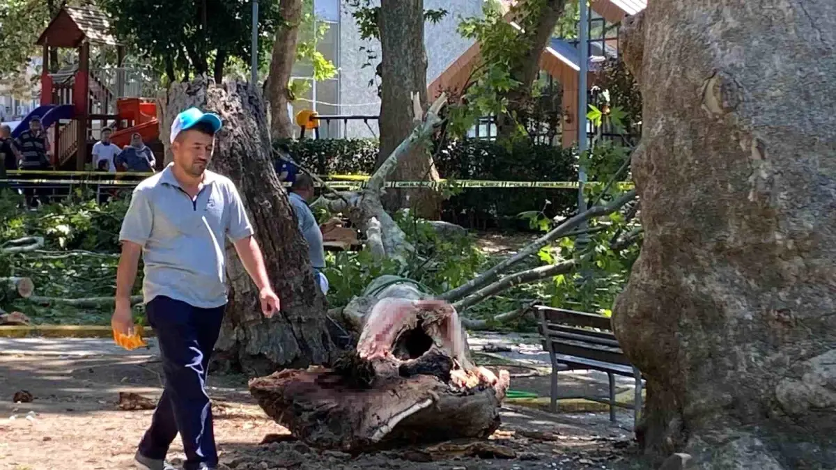 Gölcük'te Çınar Ağacından Kopan Dalın Altında Kalan 3 Kişiden 1'i Hayatını Kaybetti