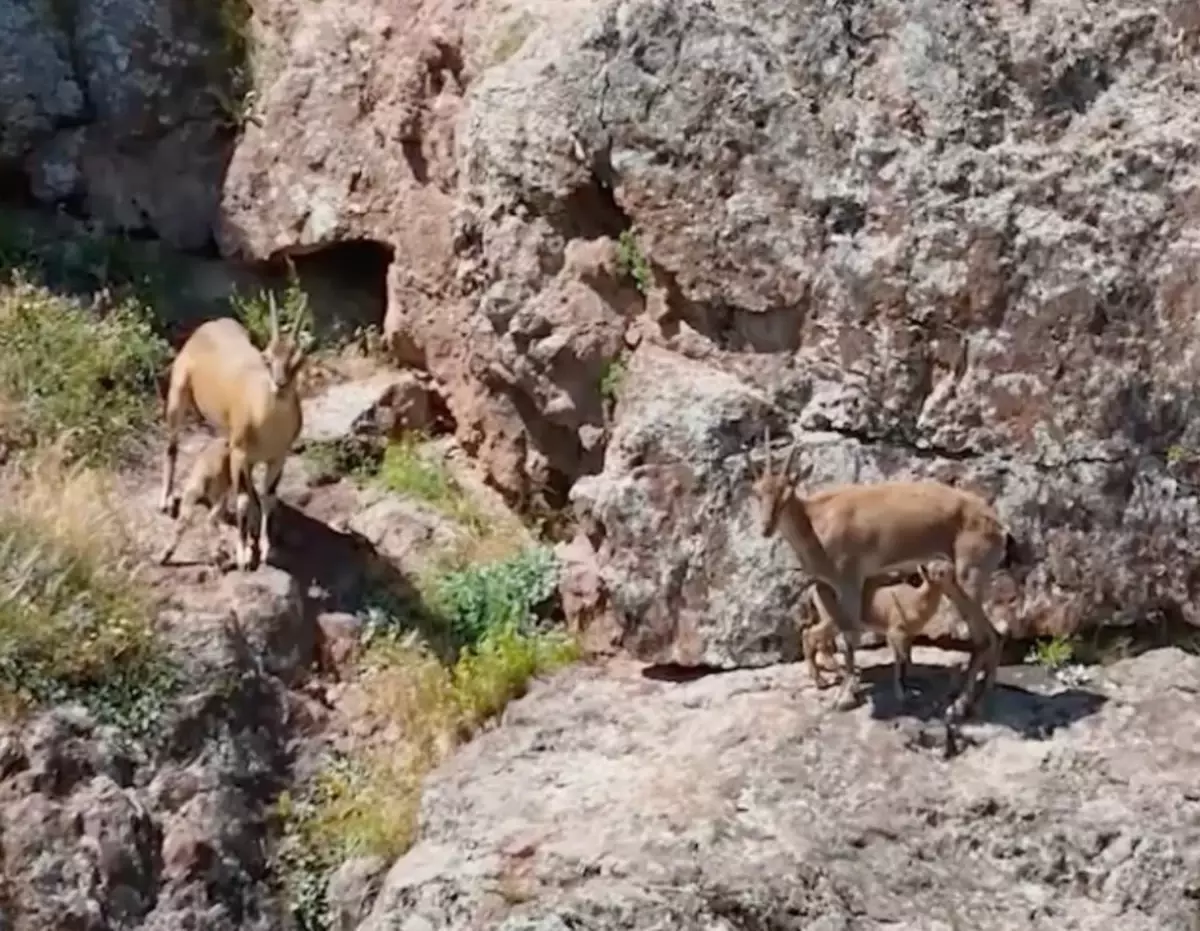 Kemah'ta Yaban Keçileri Dronla Görüntülendi