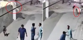 Evde bakılan aslan, duvardan atlayarak sokaktaki insanlara saldırdı