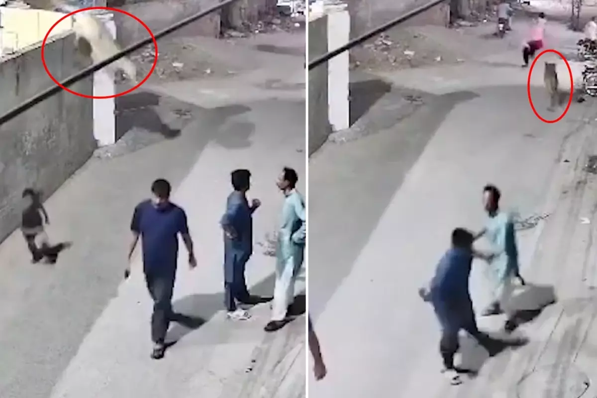 Evde bakılan aslan, duvardan atlayarak sokaktaki insanlara saldırdı