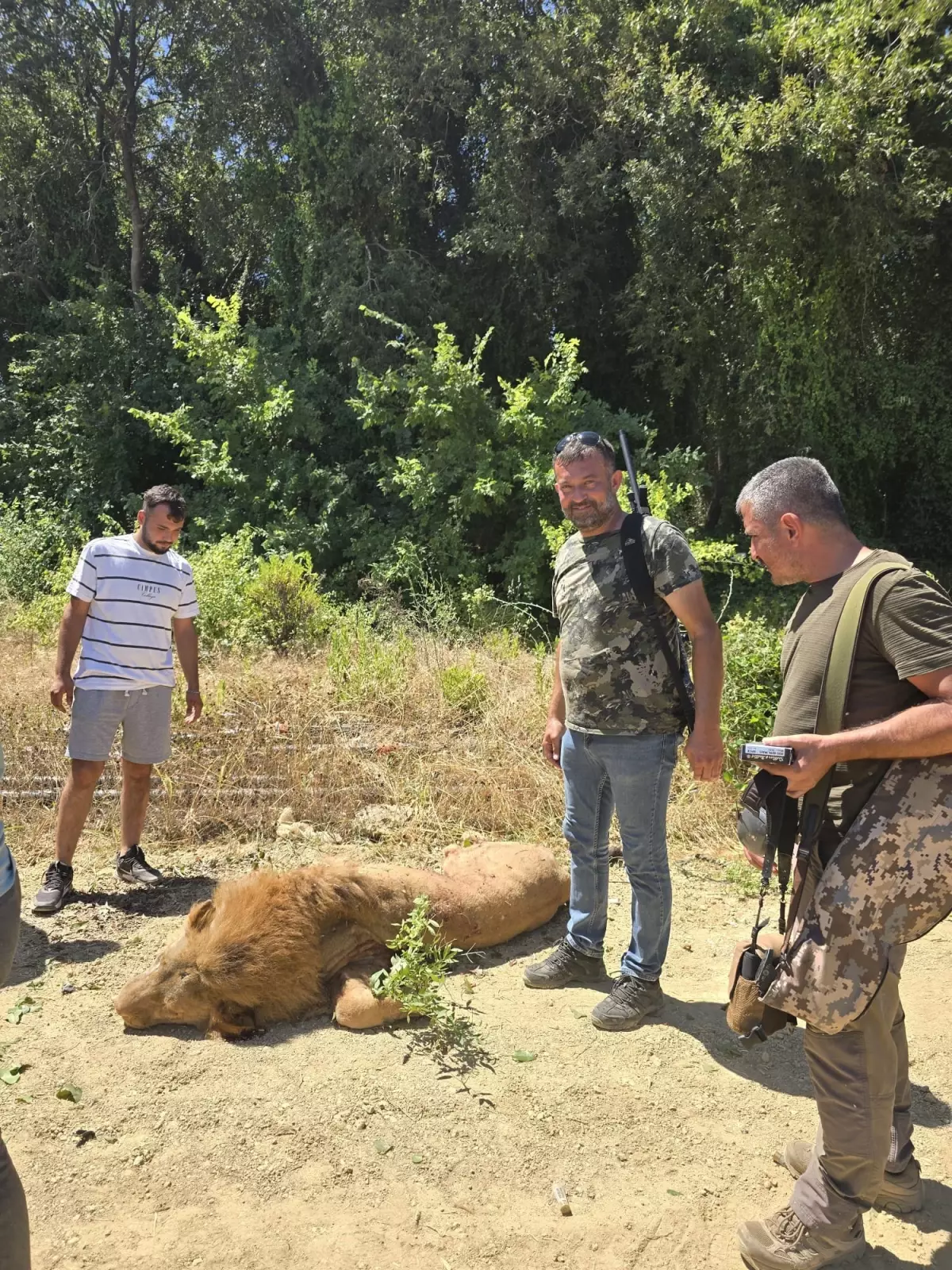 Antalya'da Aslan Tüfekle Vurularak Öldürüldü