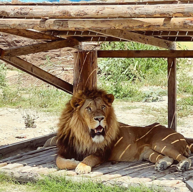 The district is on edge! The escaped lion injured a person and vanished