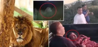 İlçe diken üstünde! Firari aslan bir kişiyi yaralayıp kayıplara karıştı