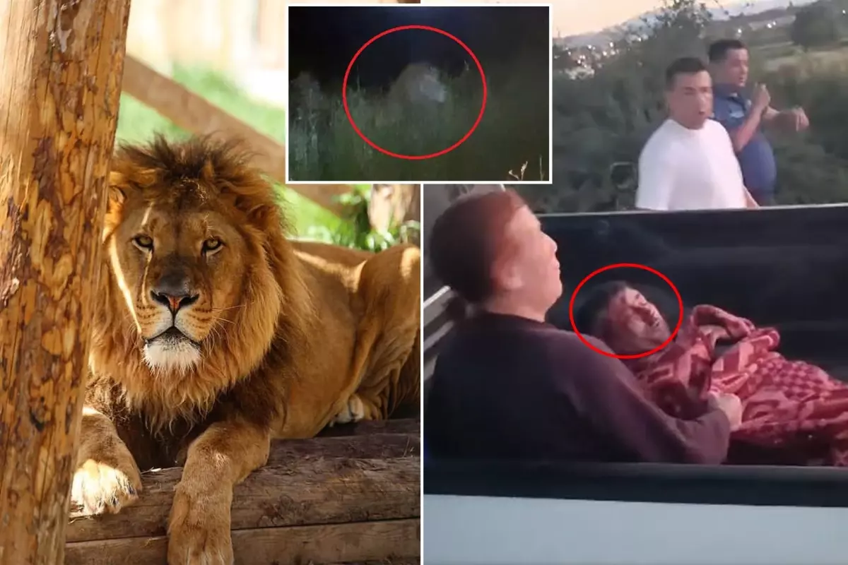 İlçe diken üstünde! Firari aslan bir kişiyi yaralayıp kayıplara karıştı