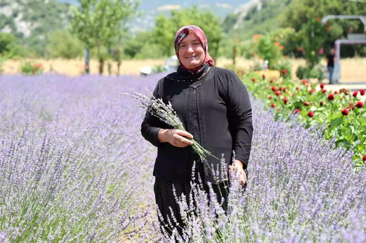 Adana'nın Feke İlçesinde Kadınlar Lavanta Bahçeleriyle Ekonomik Katkı Sağlıyor