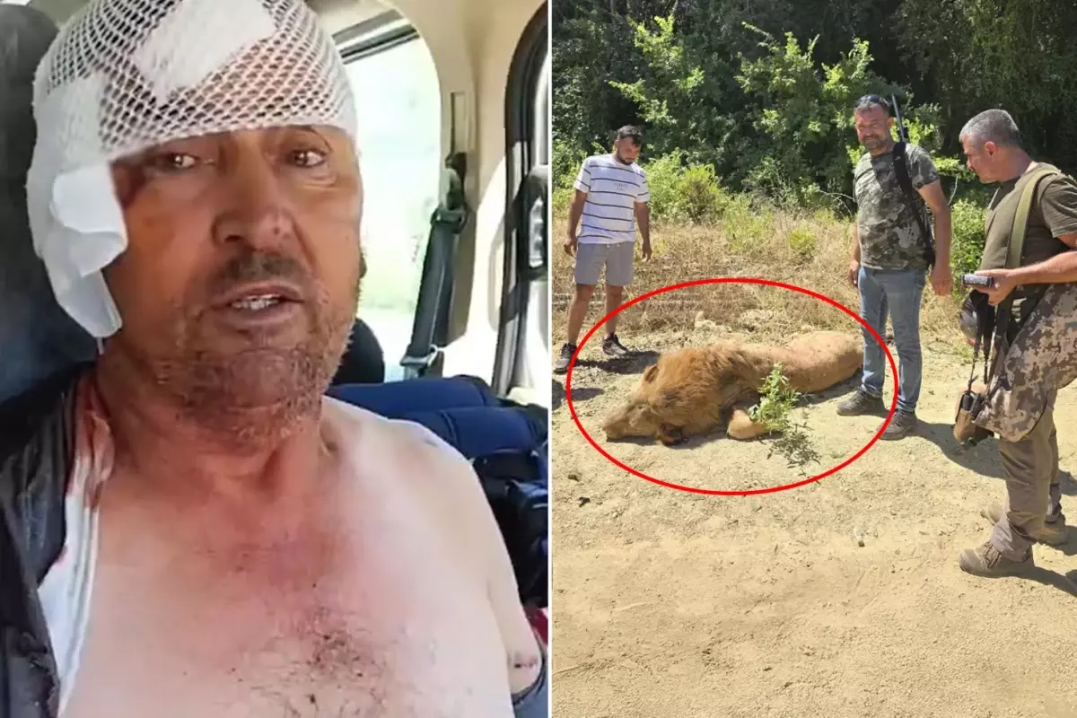 Manavgat'ta hayvan parkından kaçan aslan öldürüldü