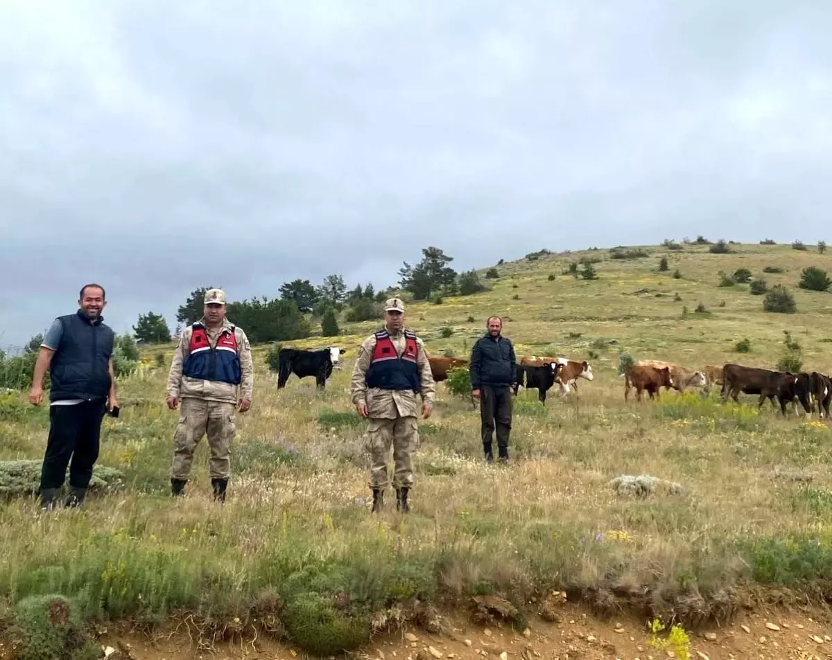 19 Büyükbaş Hayvan Drone ile Bulundu