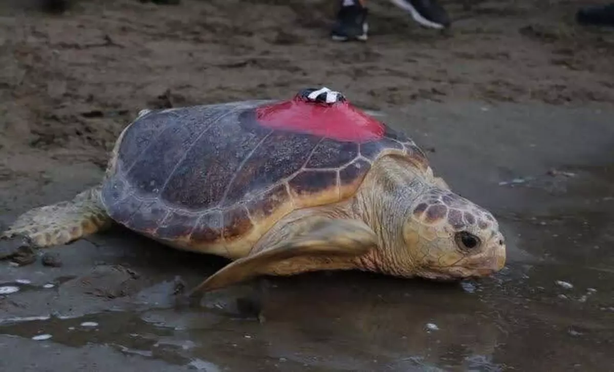 Tuba'nın Dönüşü: Yaralı Caretta Caretta, İztuzu Plajı'na Yuvaladı
