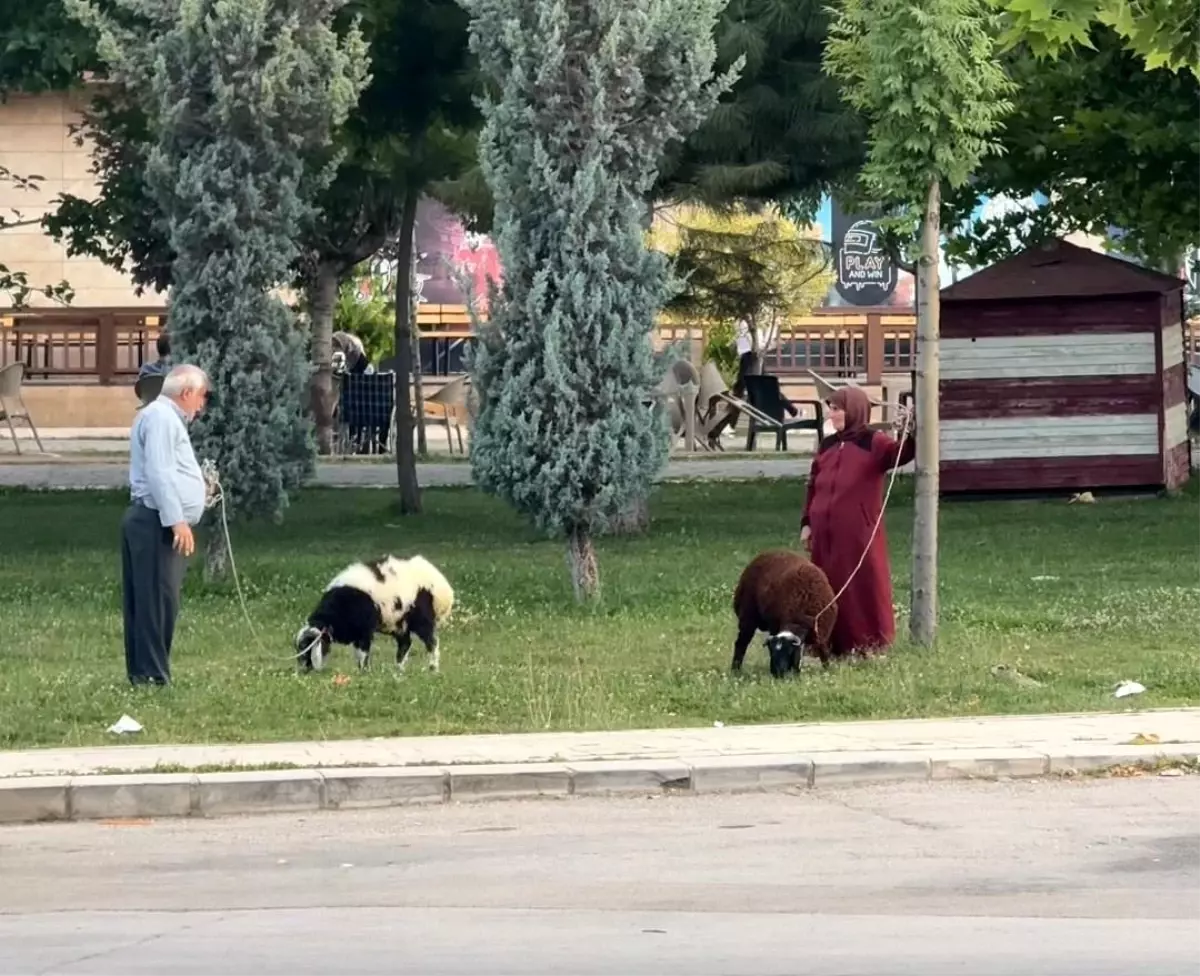 Elazığ'da Yaşlı Çiftin Koyunlarıyla Renkli Anları