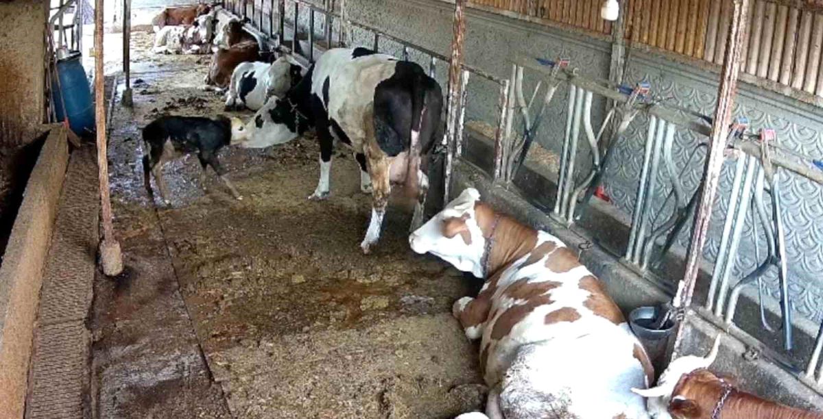 Balıkesir'de Doğum Mücadelesi: İnek ve Buzağı Kameralara Yansıdı