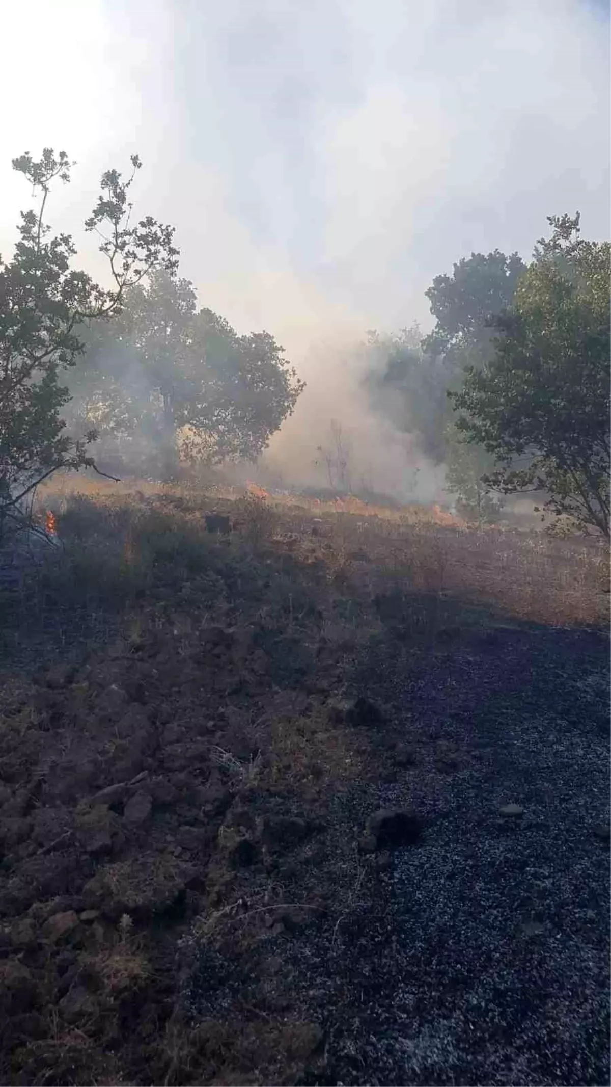 Zonguldak'ta Orman Yangını Paniğe Neden Oldu