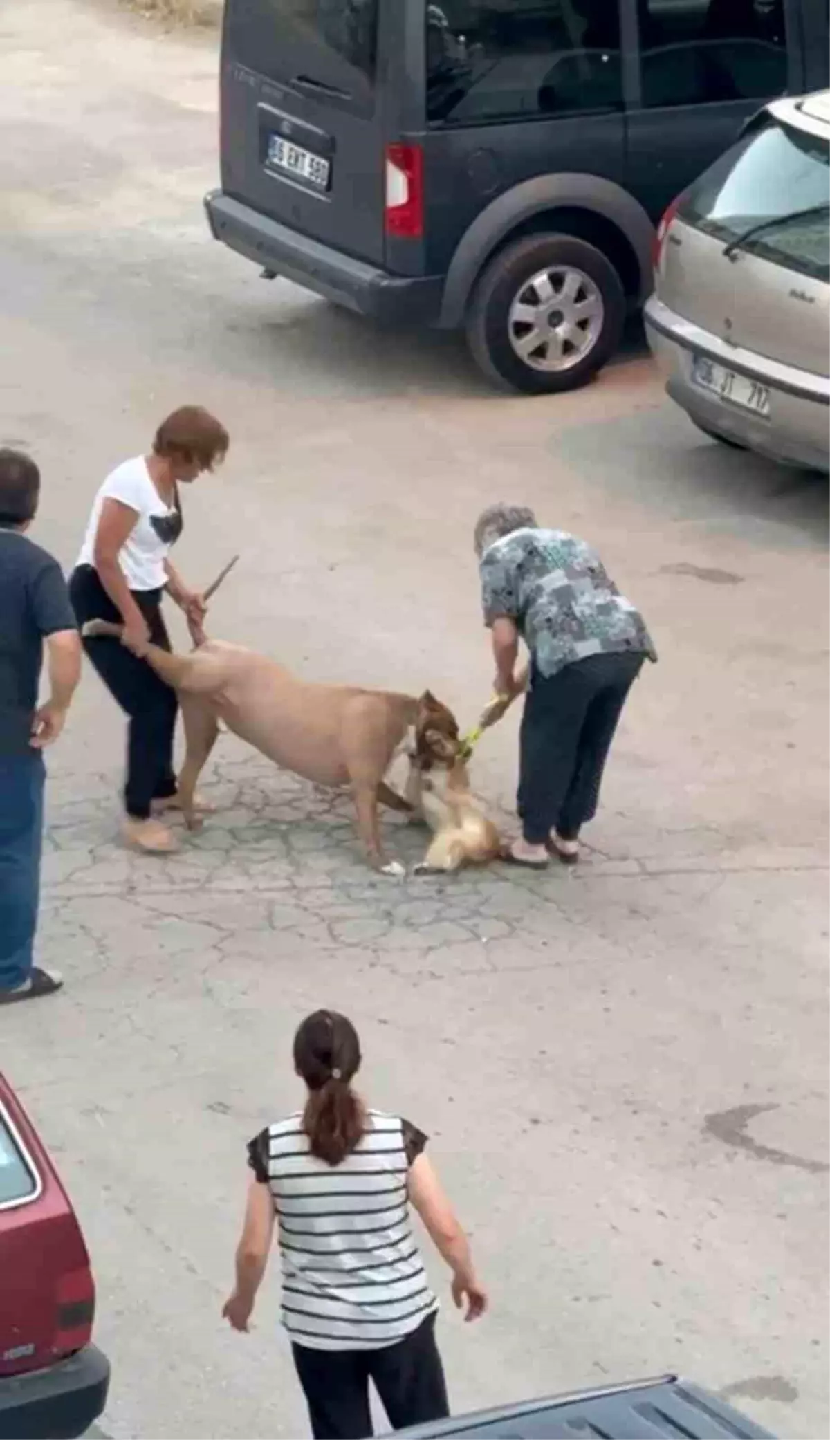 Ankara'da Ağızlıksız Pitbull Saldırdı