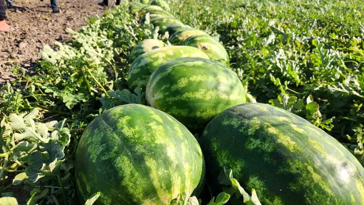 Karpuz Üreticisi Zarar Etti: Tarlada Kilosu 1 Lira