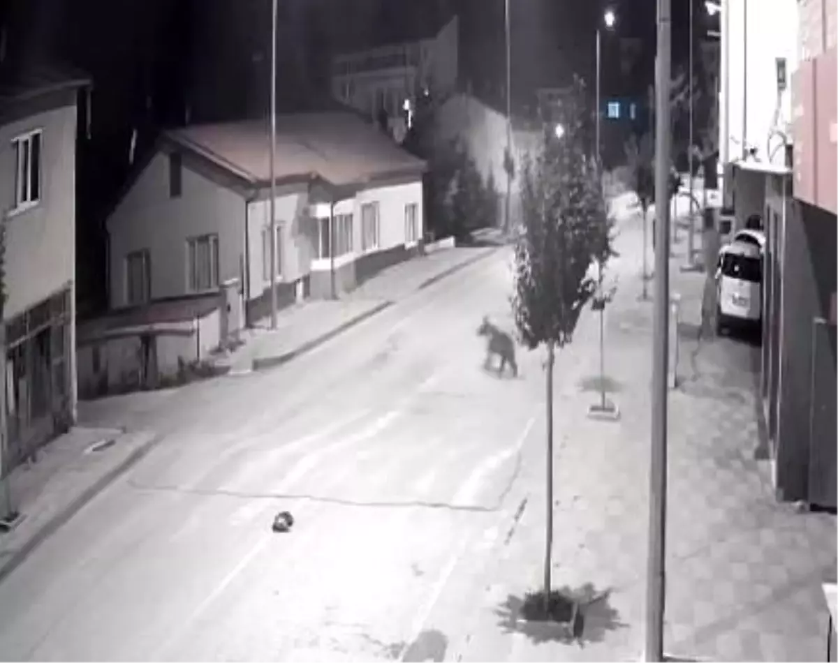 Sivas'ta Ayıların Mahalleye İnişi Kameralarda