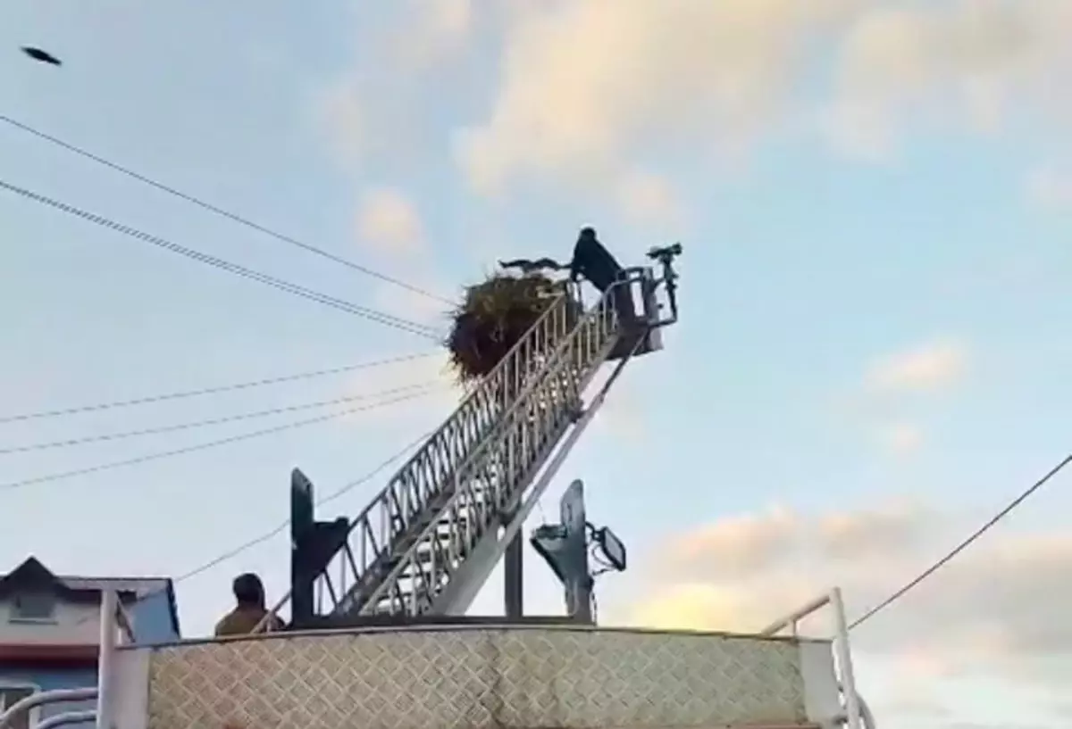 Yavru Leylek, İtfaiye Ekipleri Tarafından Yuvasına Konuldu