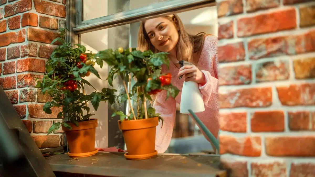 Apartman dairelerimizde hangi sebze ve meyveleri yetiştirebiliriz?