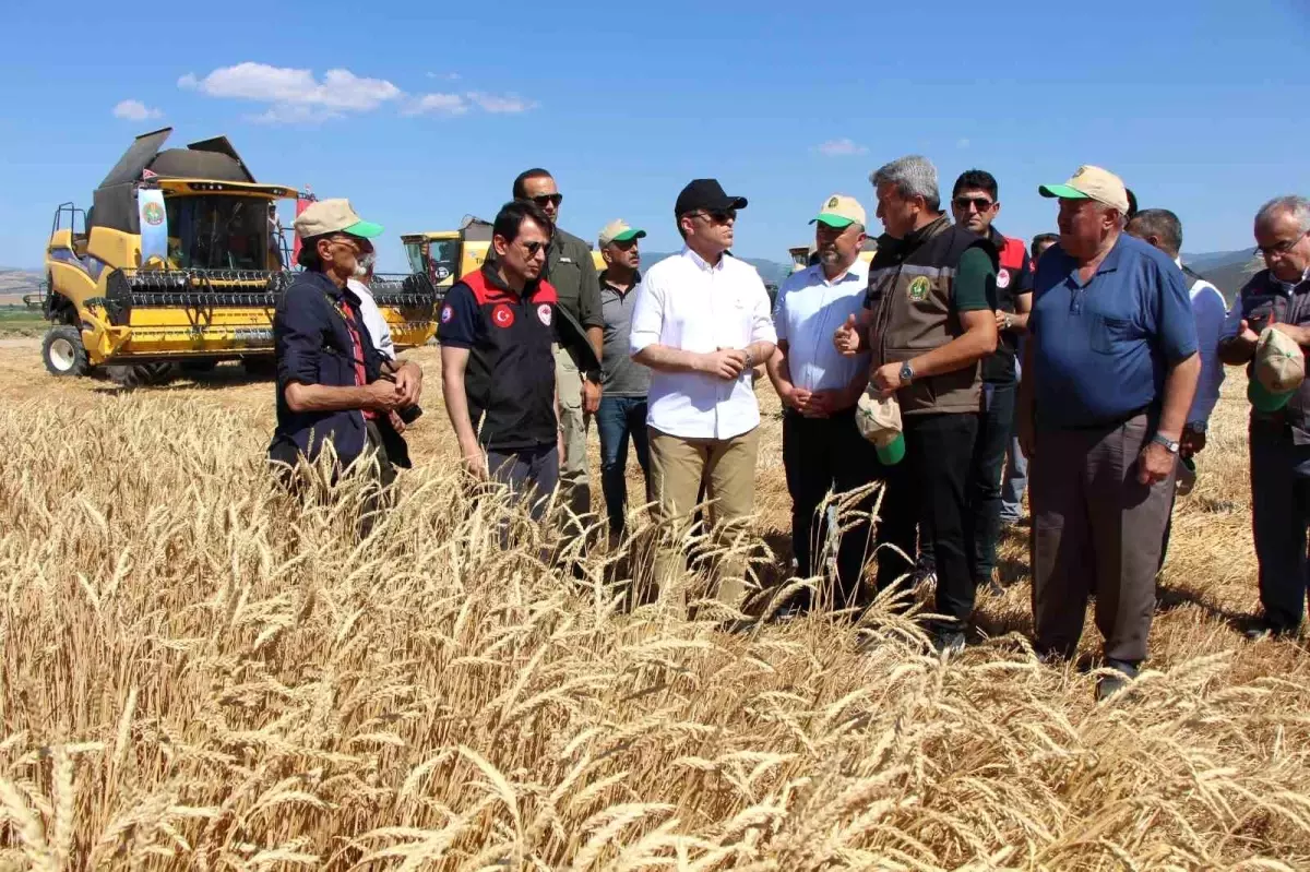 Amasya'da 4 Bin Ton Sertifikalı Tohumluk Buğday Üretimi Bekleniyor