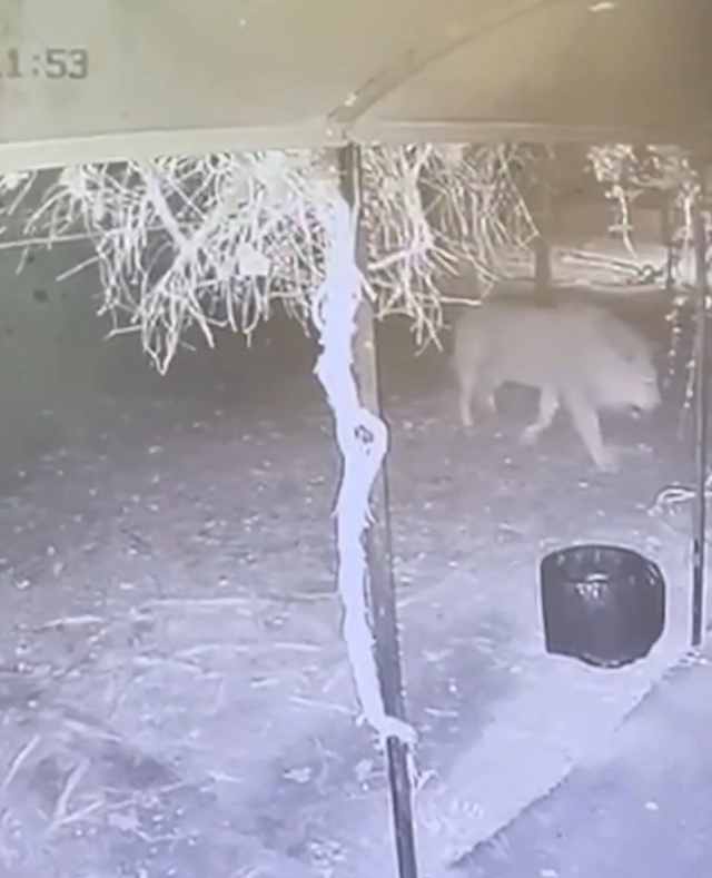 Moments when the lion escaped from the animal park's cage captured by security camera