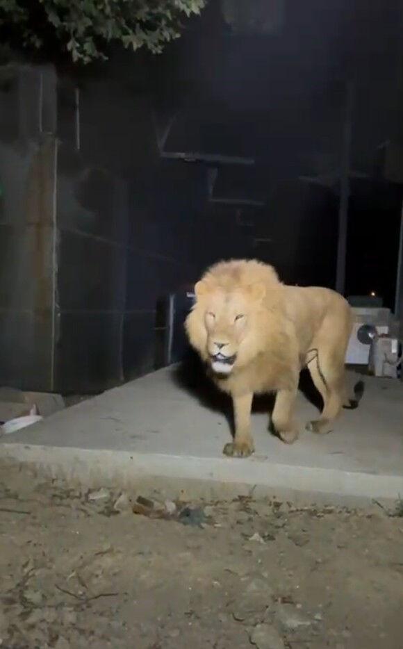 Moments when the lion escaped from the animal park's cage captured by security camera