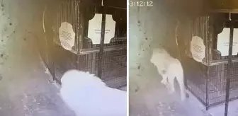 Hayvan parkından kaçan aslanın kafesten çıktığı anlar güvenlik kamerasında