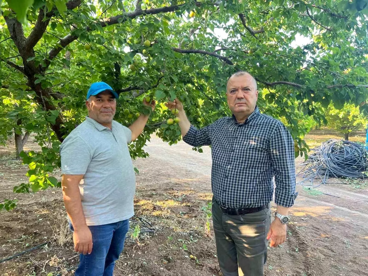 Don Olayında Parafin Mum ile 2 Milyon Liralık Kayısı Kurtarıldı