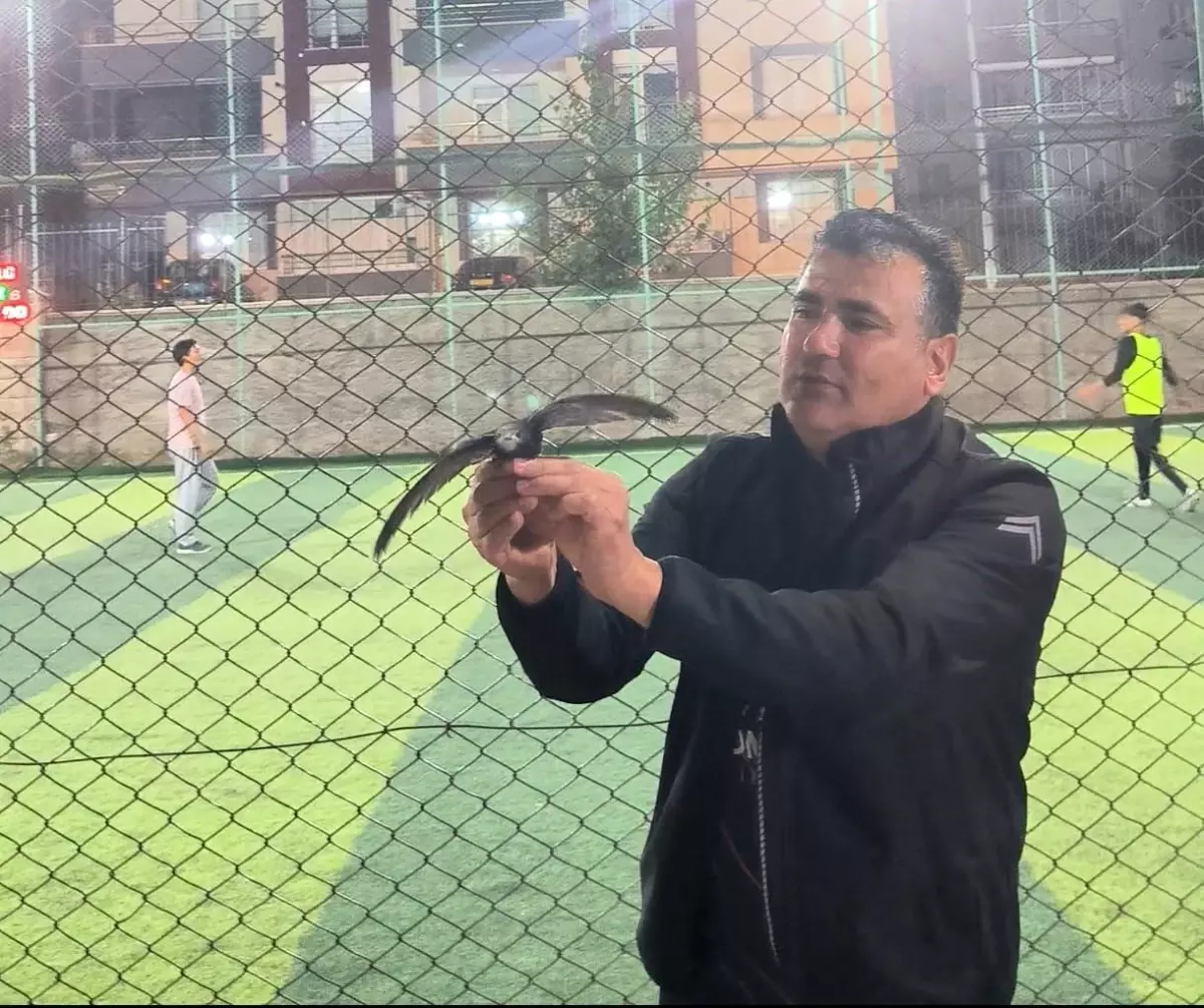 Kırşehir'de Yaralı Ebabil Kuşu Kurtarıldı