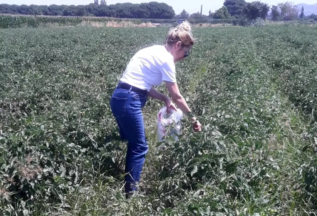 Aydın'da Domates Hasadı Öncesi Pestisit Kontrolleri Başladı