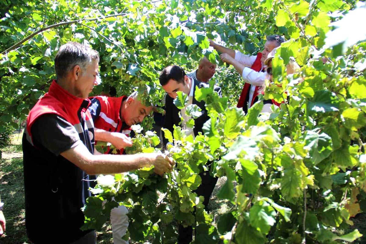 Samsun'da Fındık Rekolte Tahmin Çalışmaları Devam Ediyor