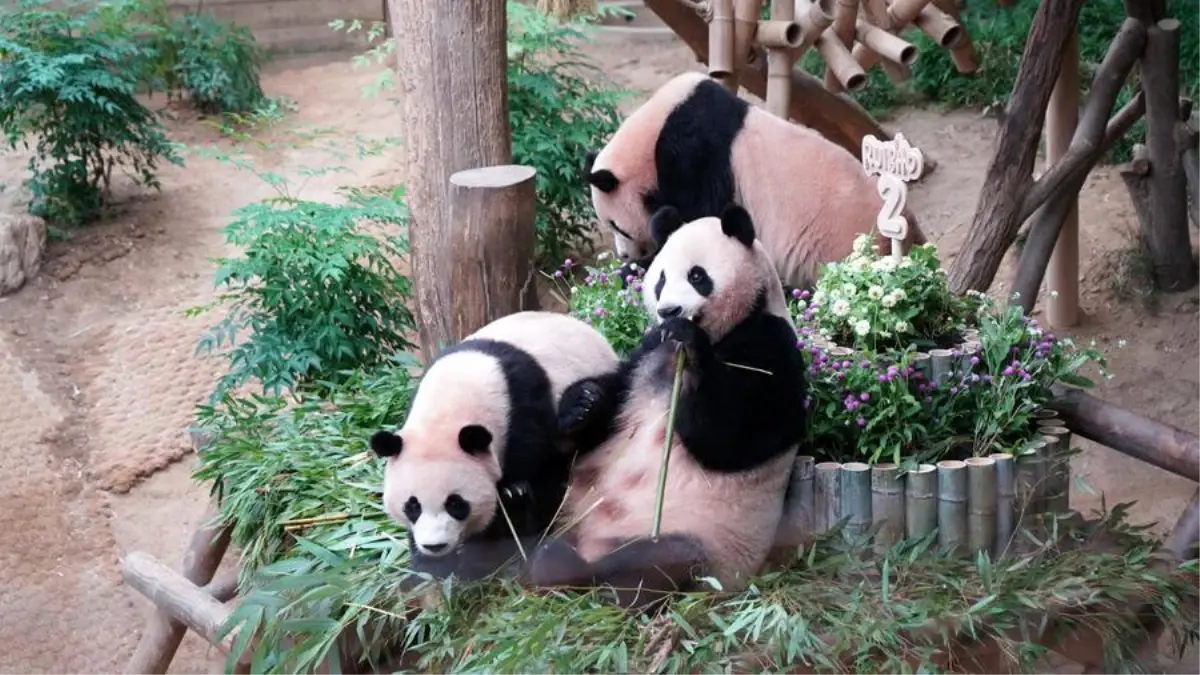 Güney Kore'deki Panda İkizleri İkinci Yaş Gününü Kutladı