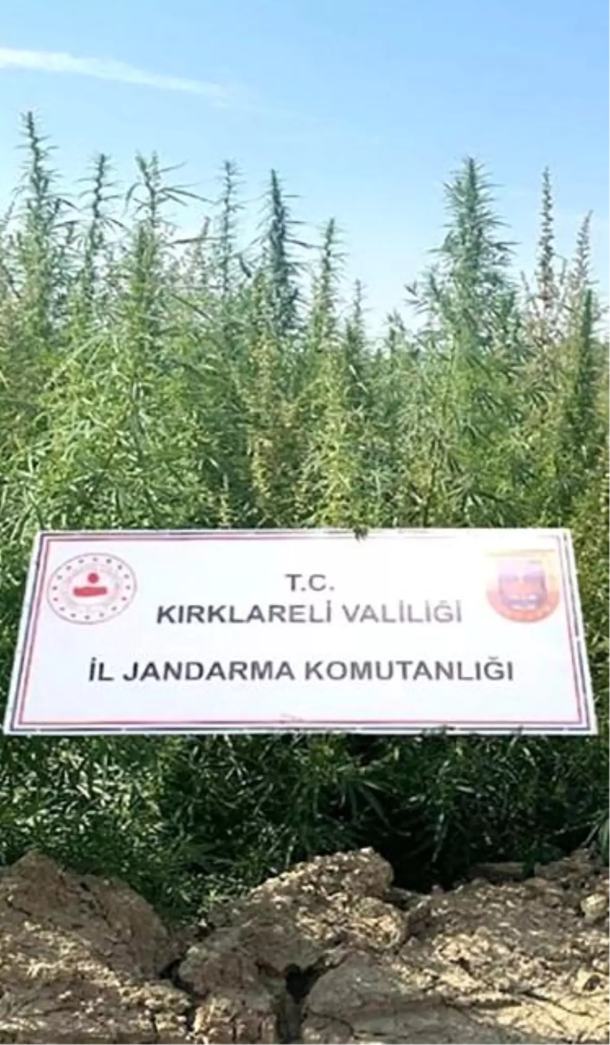 Kırklareli'nde 102 Bin Kök Hint Keneviri Ele Geçirildi