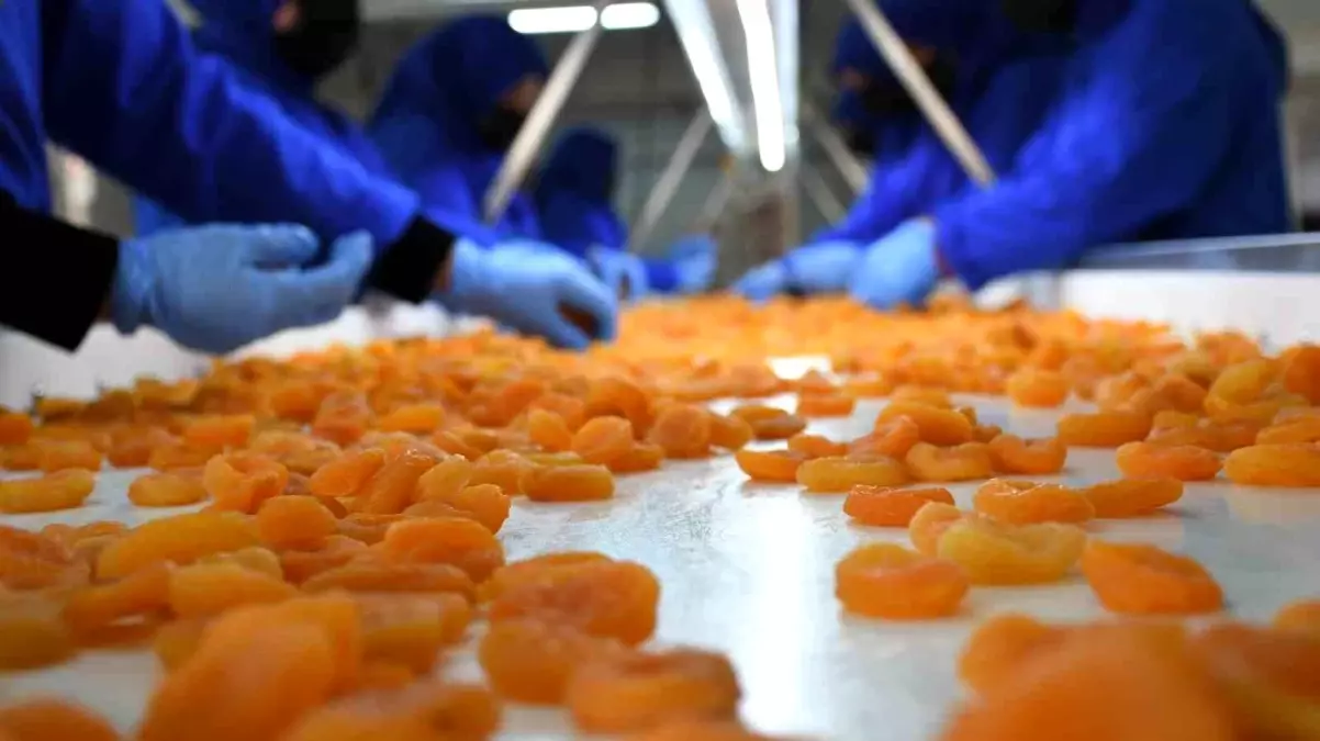 Malatya'da Kuru Kayısı İhracatı Düşüşte: Miktar ve Gelir Azalıyor