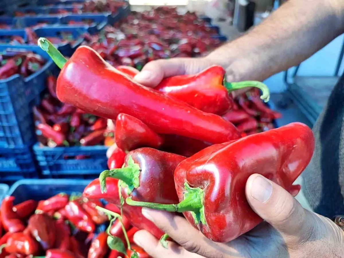 Adana'da Salça Sezonu Açıldı, Biber Fiyatları 20 Lira Aralığında
